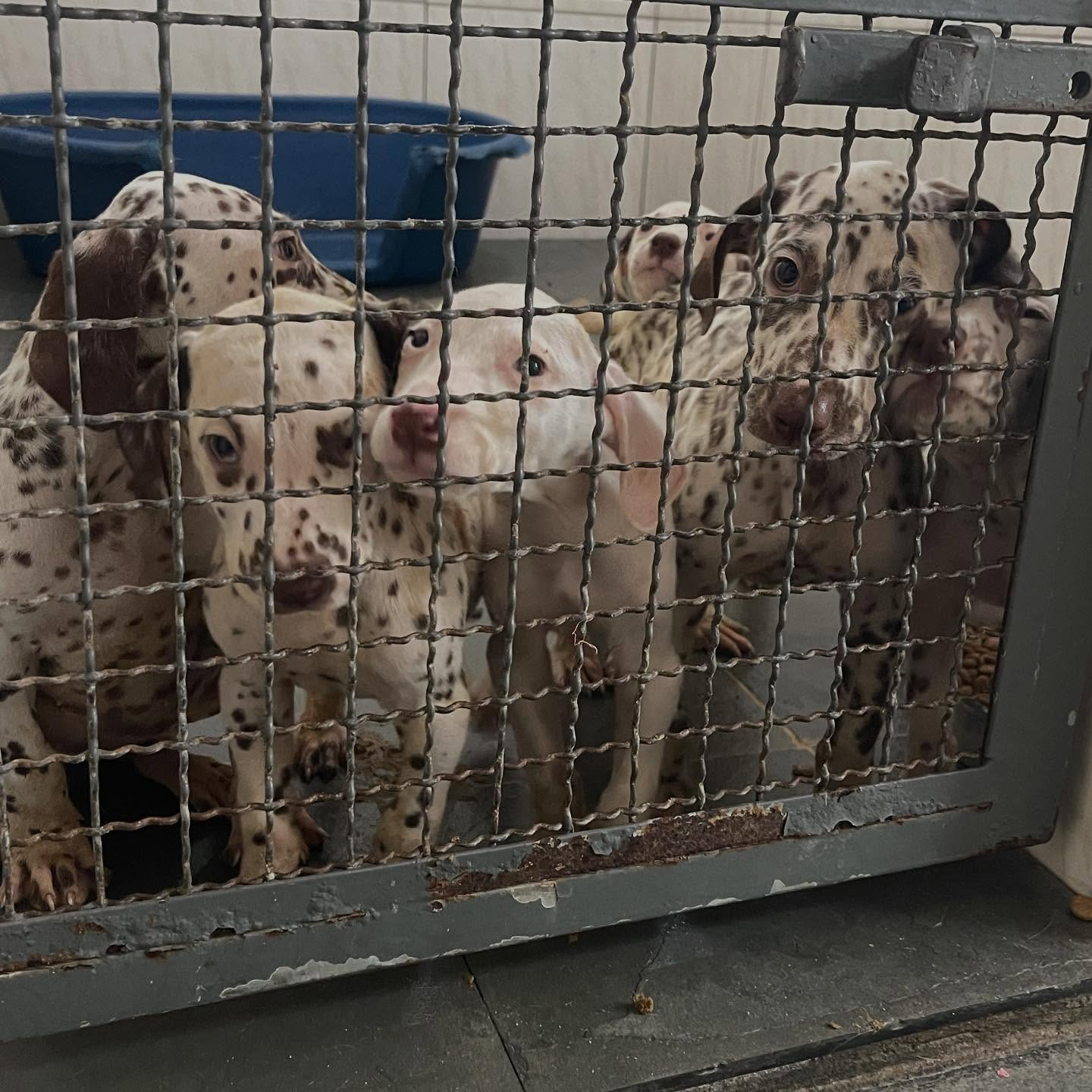 Ajude nosso Canil - Resgatamos e cuidamos de animais abandonados